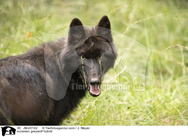 Eurasischer Grauwolf Hybrid / eurasian greywolf hybrid / JM-20142