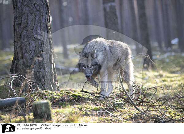 Eurasischer Grauwolf Hybrid / eurasian greywolf hybrid / JM-21828