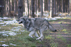 eurasian greywolf hybrid