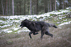 eurasian greywolf hybrid