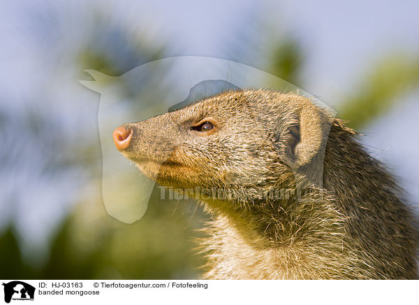 Zebramanguste / banded mongoose / HJ-03163