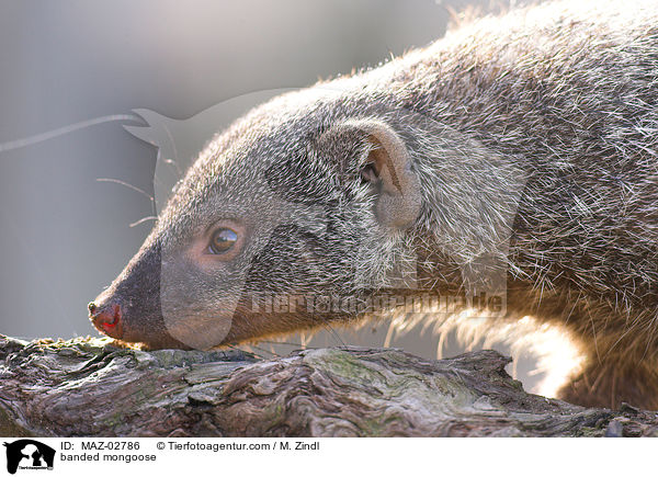 banded mongoose / MAZ-02786