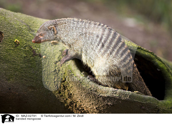 banded mongoose / MAZ-02791