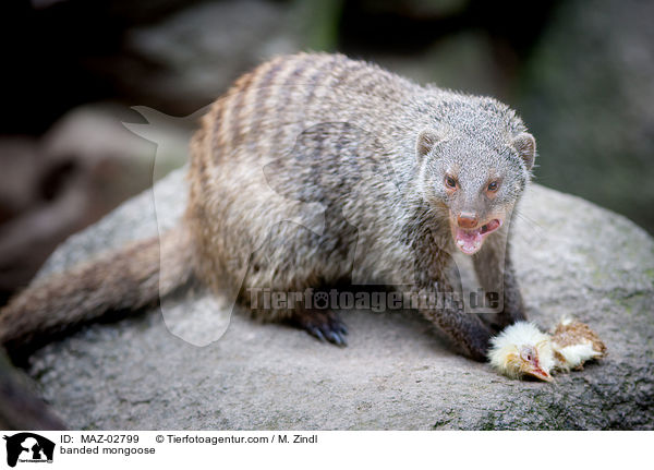 banded mongoose / MAZ-02799
