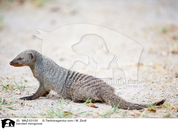 Zebramanguste / banded mongoose / MAZ-03100