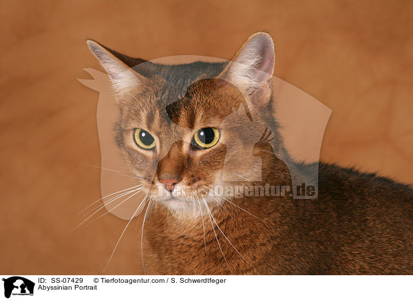 Abessinier Portrait / Abyssinian Portrait / SS-07429