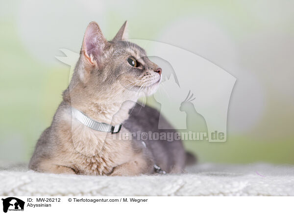 Abessinier / Abyssinian / MW-26212