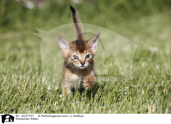 Abyssinian Kitten / JH-27701