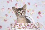 Abyssinian Kitten