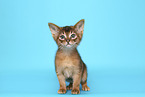 Abyssinian Kitten