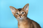 Abyssinian Kitten