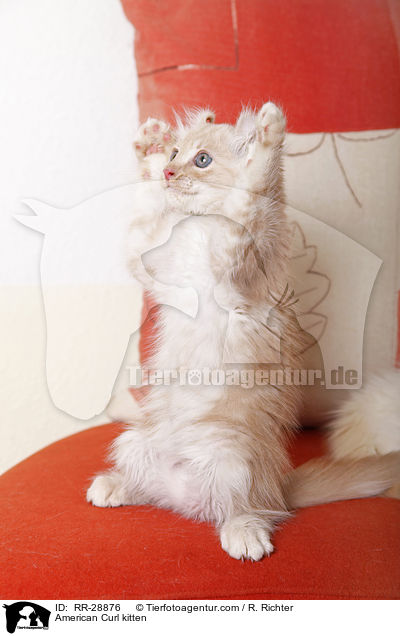 American Curl Ktzchen / American Curl kitten / RR-28876