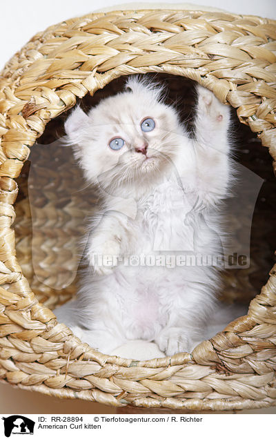 American Curl Ktzchen / American Curl kitten / RR-28894