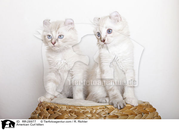 American Curl Ktzchen / American Curl kitten / RR-28977