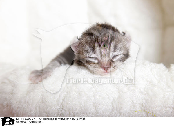 American Curl kitten / RR-29027