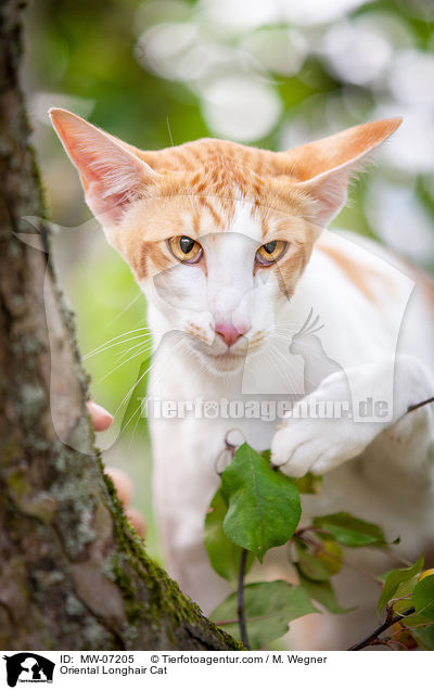 Orientalisch Langhaar / Oriental Longhair Cat / MW-07205