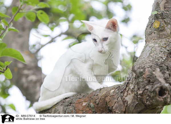white Balinese on tree / MW-07614