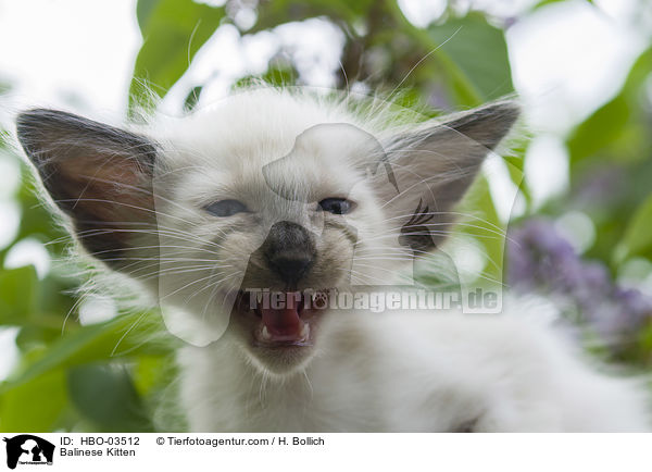 Balinese Kitten / HBO-03512
