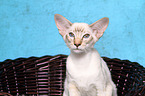 Balinese Cat Portrait