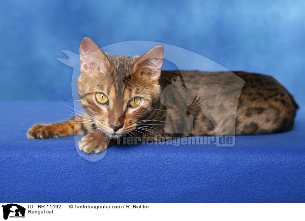 Bengal Katze / Bengal cat / RR-11492