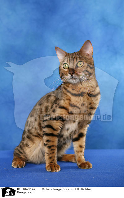 Bengal Katze / Bengal cat / RR-11498