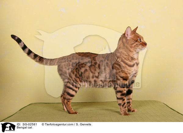 Bengal Katze / Bengal cat / SG-02581