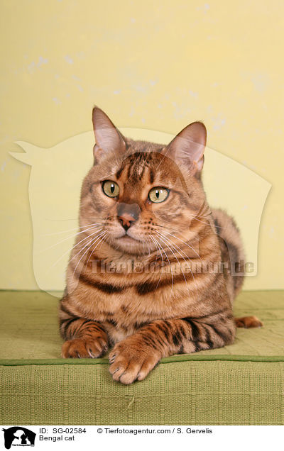 Bengal Katze / Bengal cat / SG-02584