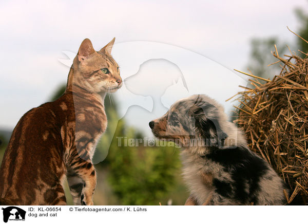 dog and cat / KL-06654