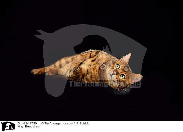 lying  Bengal cat / NN-11750