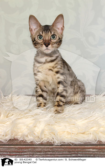 young Bengal Cat / SS-42340