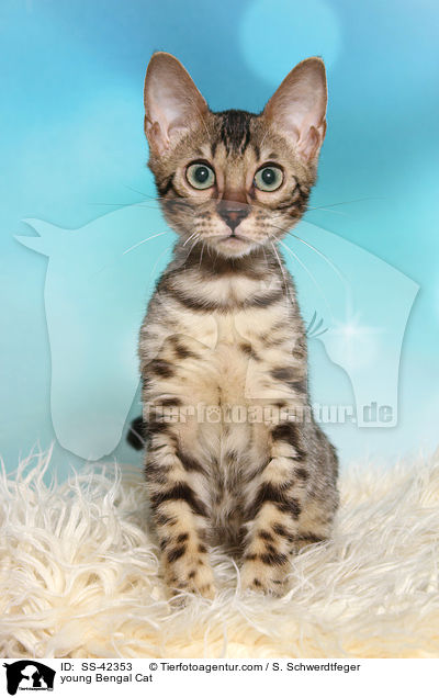 young Bengal Cat / SS-42353