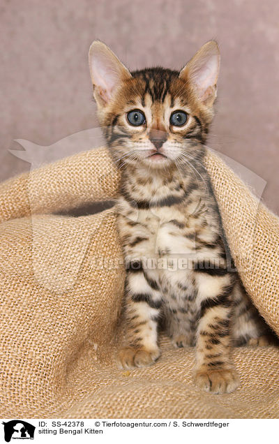 sitting Bengal Kitten / SS-42378