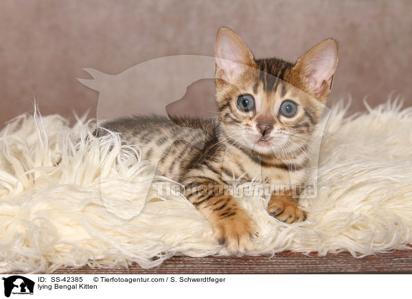 lying Bengal Kitten / SS-42385
