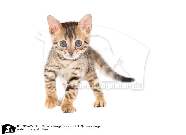 walking Bengal Kitten / SS-42484