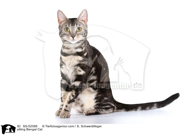 sitting Bengal Cat / SS-52086