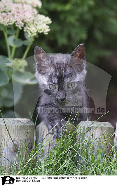 Bengal-Katze Ktzchen / Bengal Cat Kitten / HBO-04760