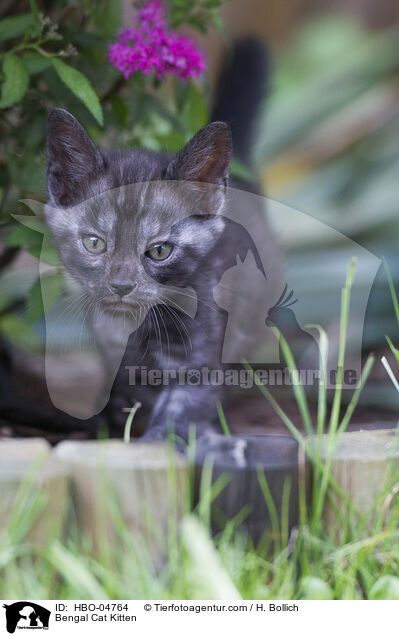 Bengal-Katze Ktzchen / Bengal Cat Kitten / HBO-04764