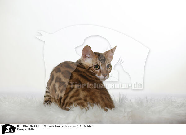 Bengal Kitten / RR-104448