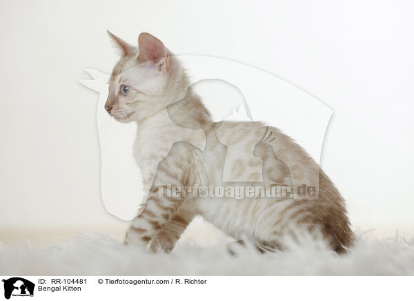 Bengal Ktzchen / Bengal Kitten / RR-104481