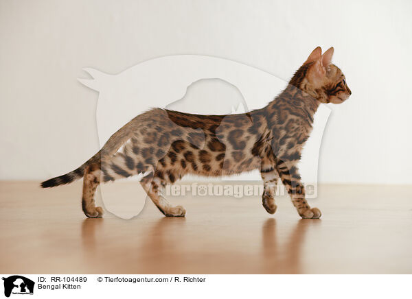 Bengal Ktzchen / Bengal Kitten / RR-104489