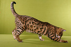 Bengal cat