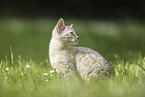 Bengal Kitten