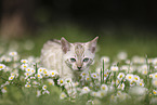 Bengal Kitten