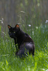 Bengal Cat