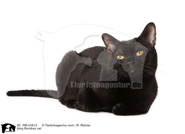 liegende Bombay / lying Bombay cat / RR-33812