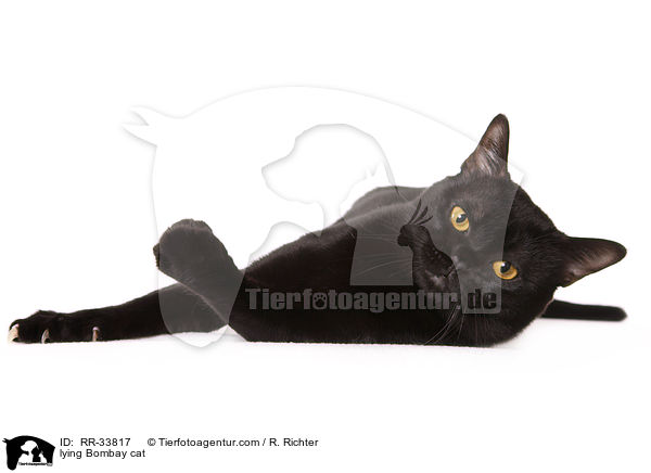 liegende Bombay / lying Bombay cat / RR-33817