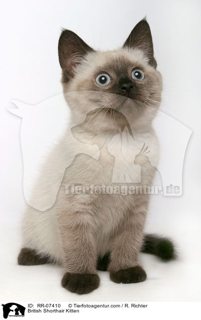 Britisch Kurzhaar Ktzchen / British Shorthair Kitten / RR-07410