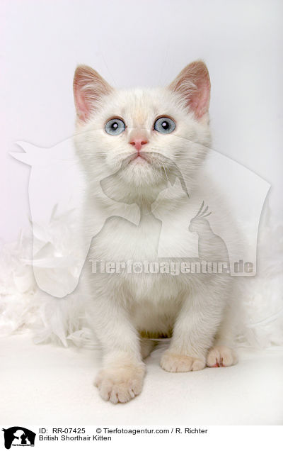 Britisch Kurzhaar Ktzchen / British Shorthair Kitten / RR-07425