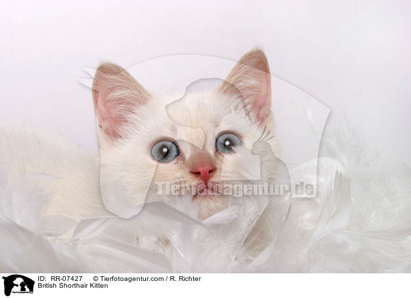 Britisch Kurzhaar Ktzchen / British Shorthair Kitten / RR-07427