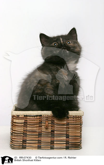 Britisch Kurzhaar Ktzchen / British Shorthair Kitten / RR-07430
